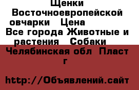 Щенки Восточноевропейской овчарки › Цена ­ 25 000 - Все города Животные и растения » Собаки   . Челябинская обл.,Пласт г.